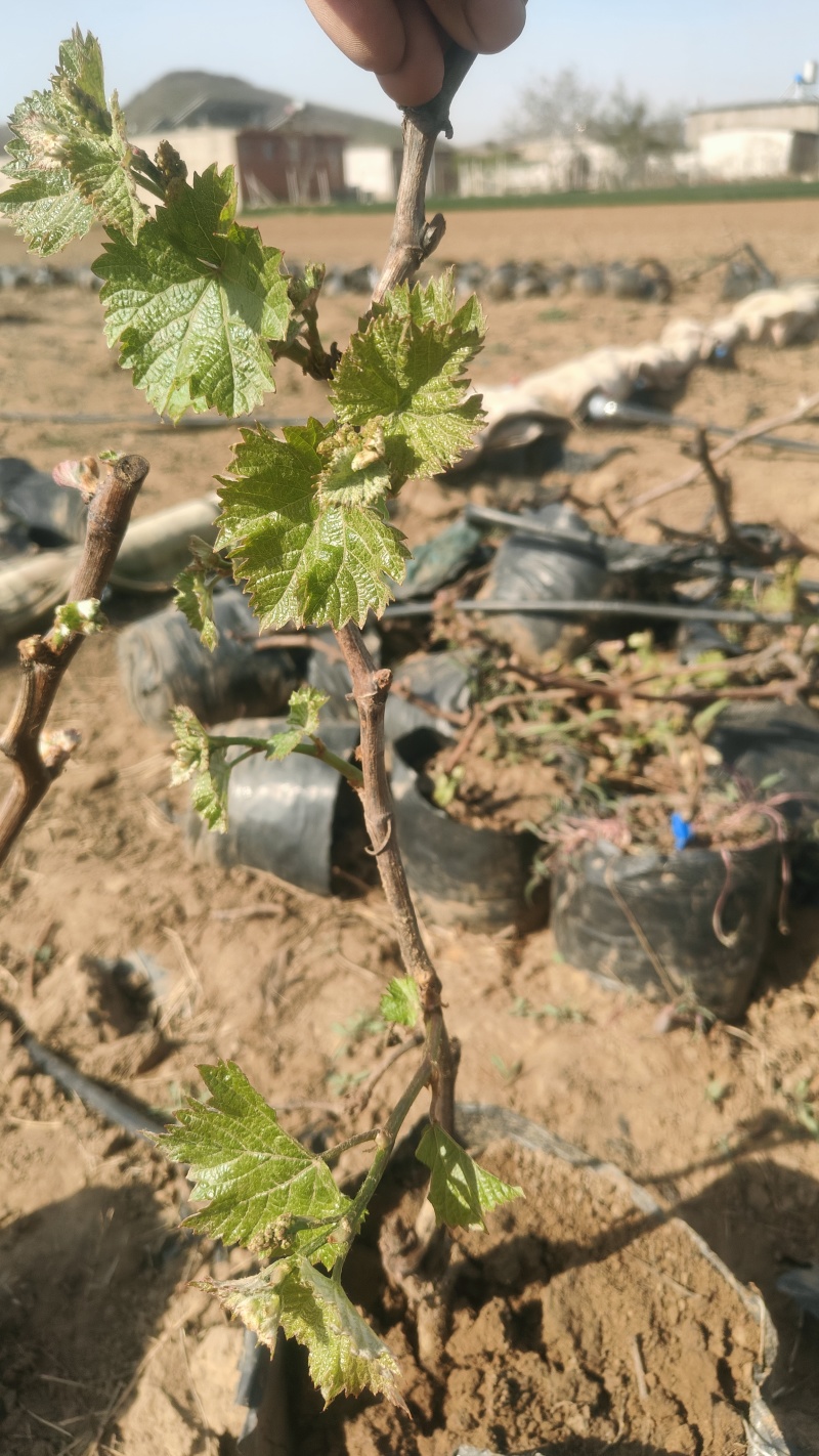 巨峰营养袋葡萄苗秦皇岛市葡萄种苗基地发货