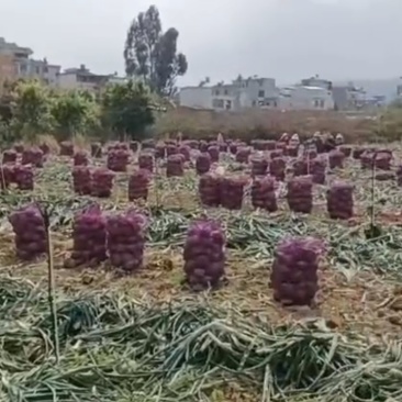 紫皮洋葱