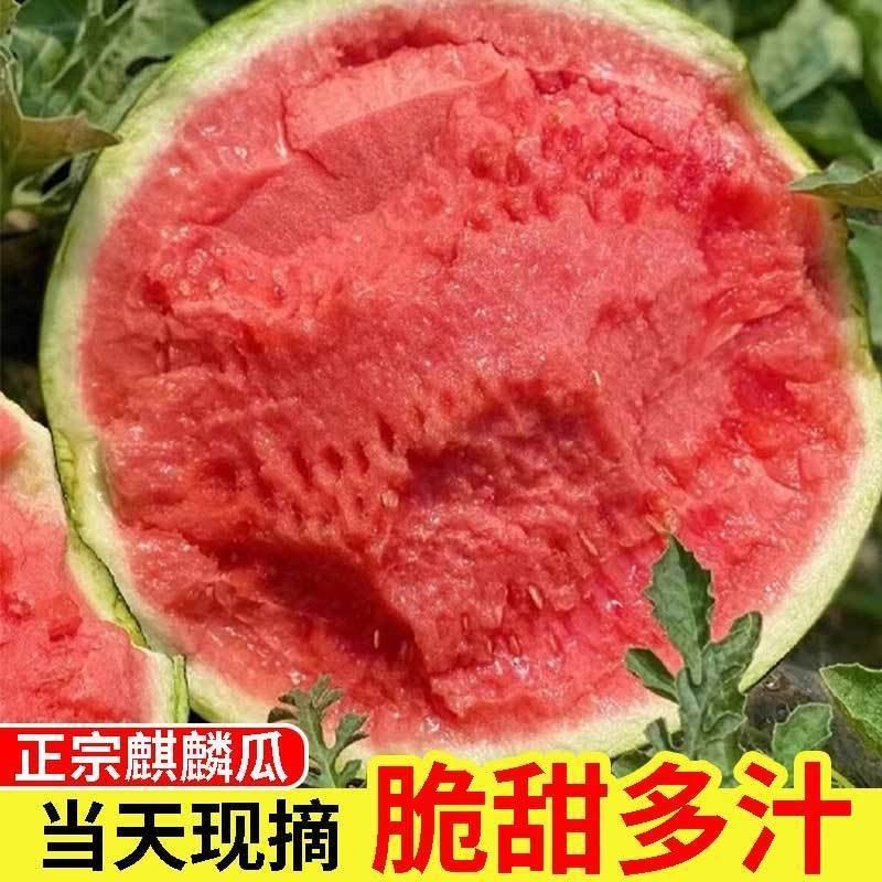 云南美都麒麟瓜大量上市，产地直发，保质保量，欢迎来电