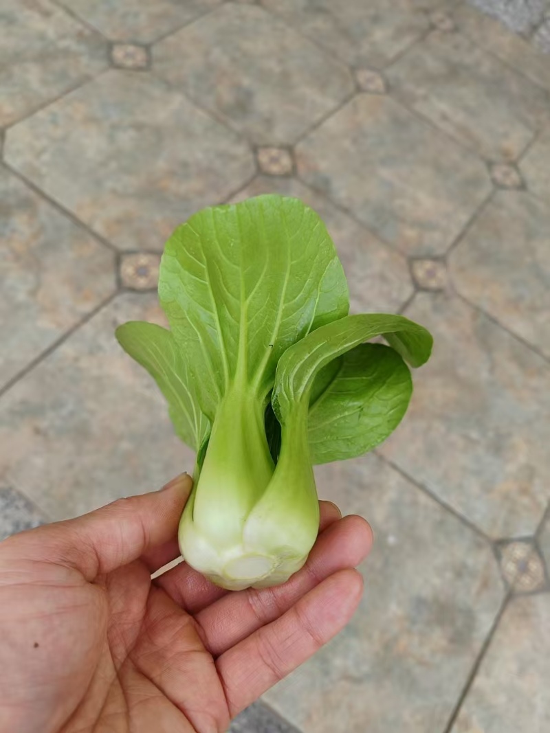 菏泽曹县上海青小油菜全年有货邵庄镇原产地大小规格都有冷库打冷