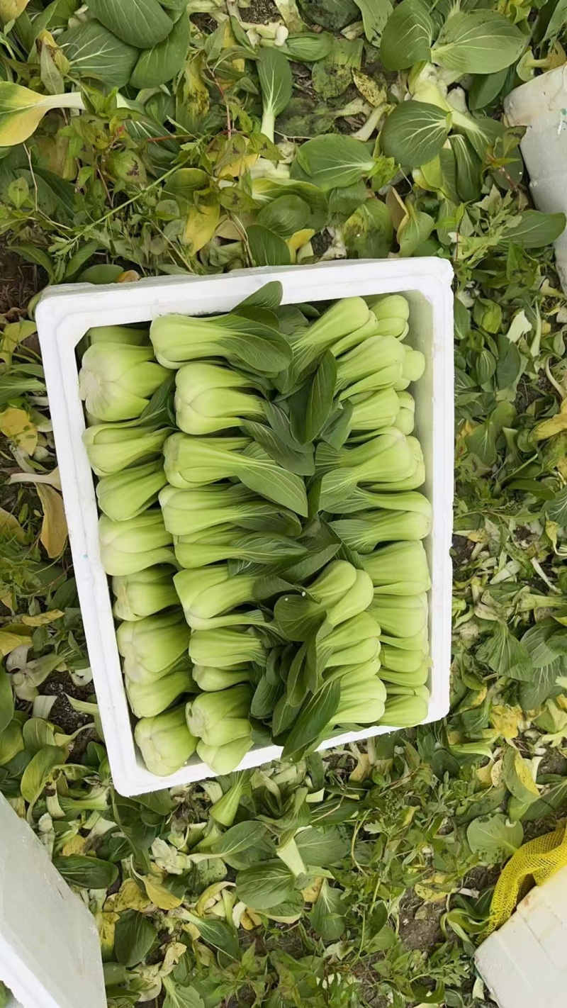 菏泽曹县上海青小油菜全年有货邵庄镇原产地大小规格都有冷库打冷