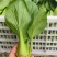 菏泽曹县上海青小油菜全年有货邵庄镇原产地大小规格都有冷库打冷