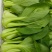 菏泽曹县上海青小油菜全年有货邵庄镇原产地大小规格都有冷库打冷