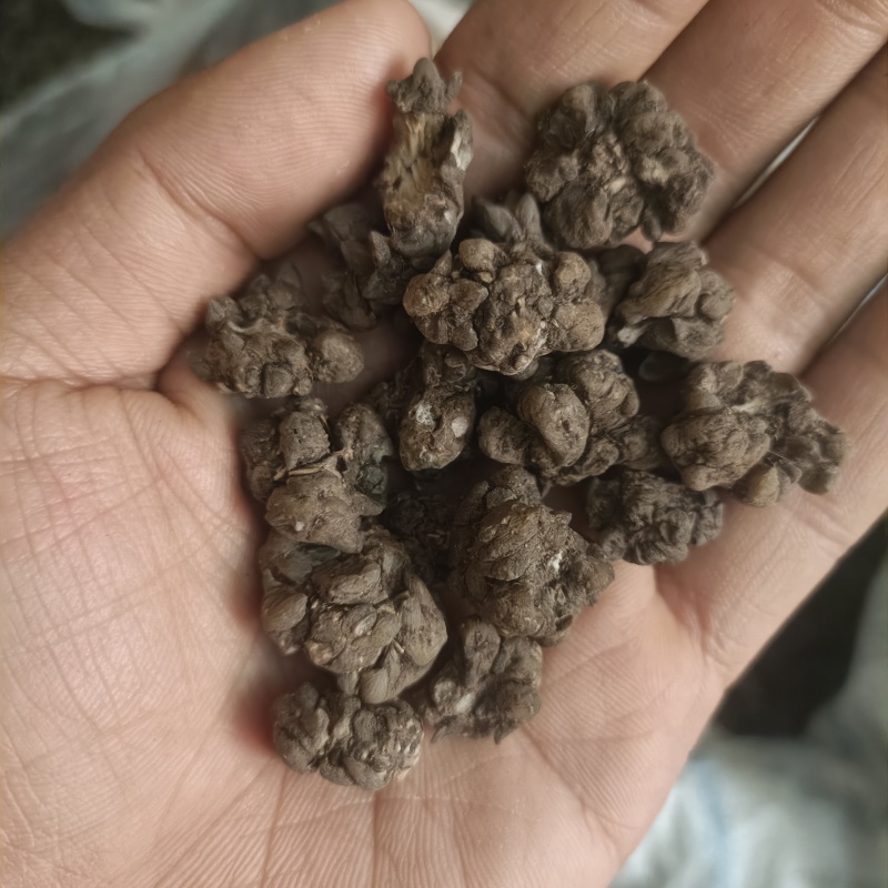 猫爪草猫猫草