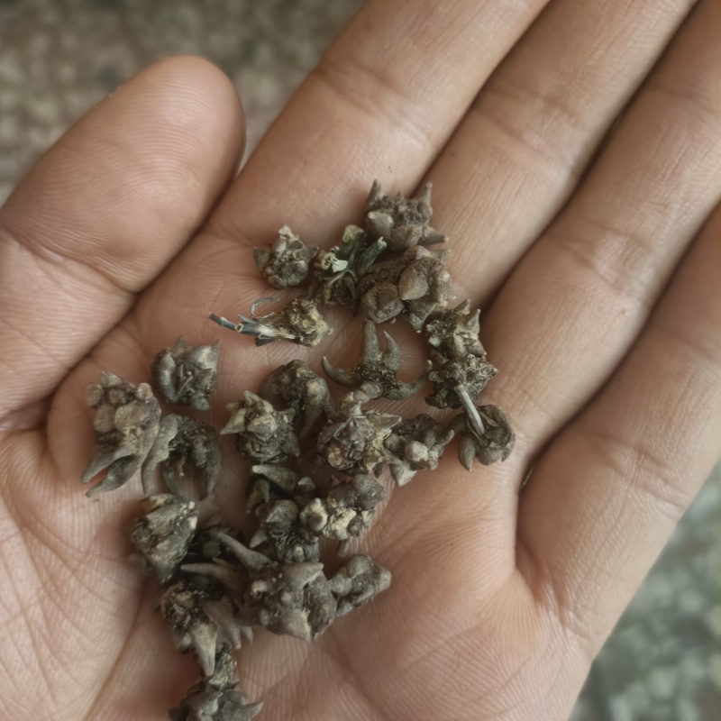 猫爪草猫猫草