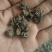 猫爪草猫猫草