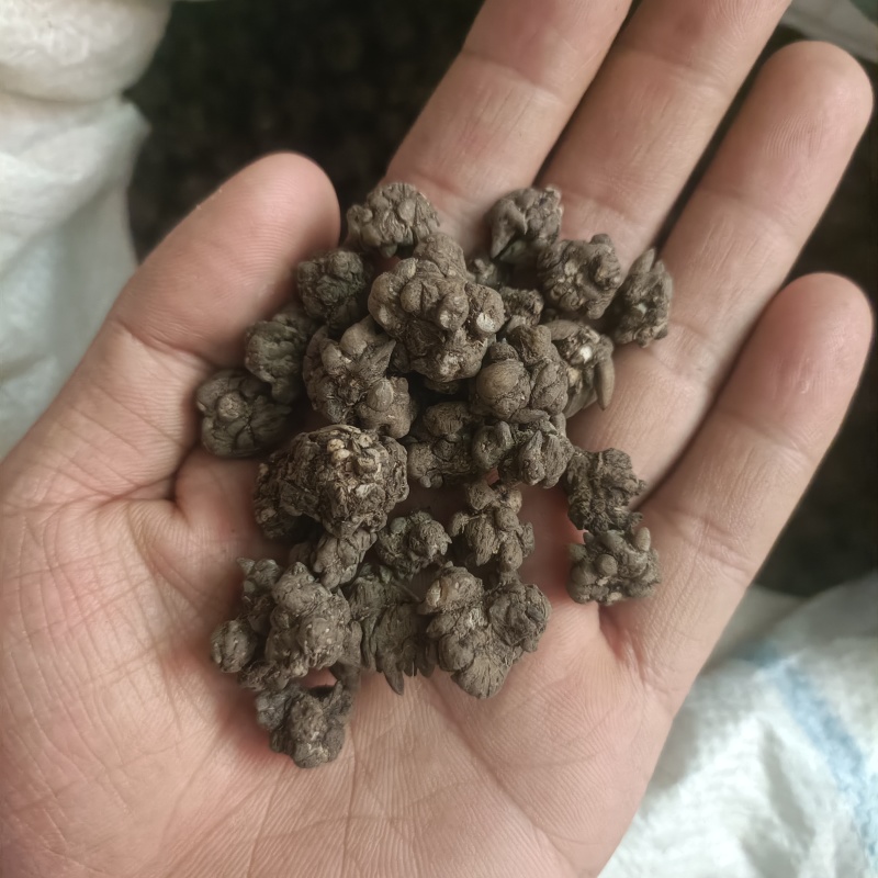 猫爪草猫猫草