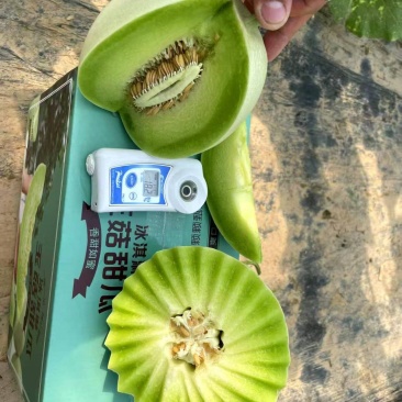 玉菇甜瓜，大量现货，网红直播，电商一件代发
