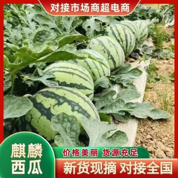 安徽无籽美都西瓜皮薄肉厚对接电商市场商超一手货源