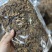 纯无糖红参碎片，五年以上花纹片，价格便宜，适合自用