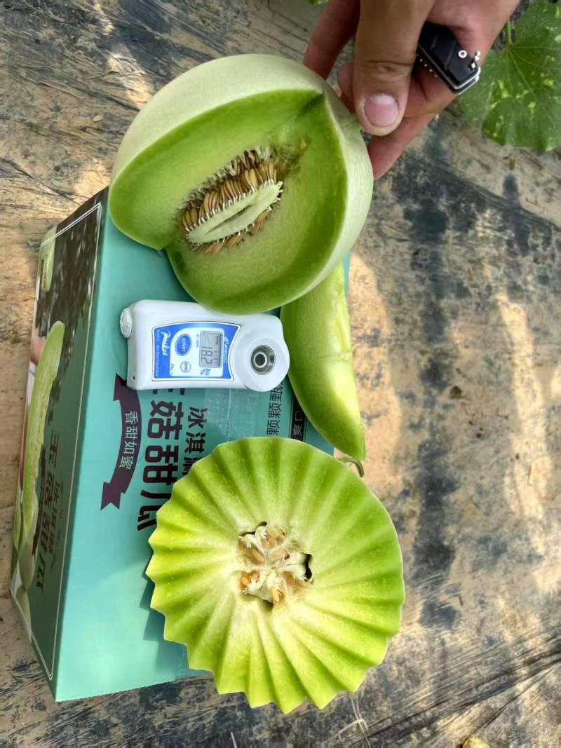 玉菇甜瓜，大量现货，网红直播，电商一件代发