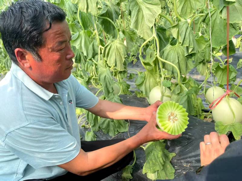 玉菇甜瓜，大量现货，网红直播，电商一件代发