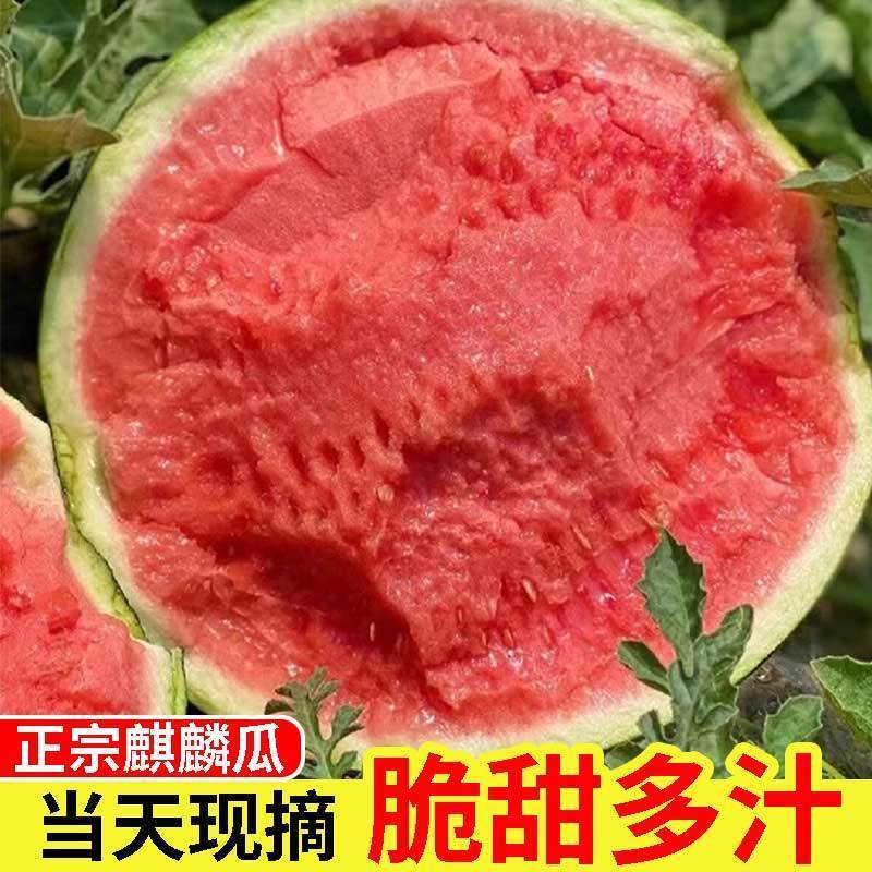 精品美都麒麟无籽西瓜，一手货源，可对接电商商超等，量大