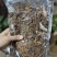 纯无糖红参碎片，五年以上花纹片，价格便宜，适合自用