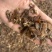 纯无糖红参碎片，五年以上花纹片，价格便宜，适合自用