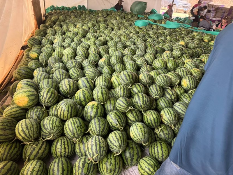 【平台力推】宿州美都西瓜大量上市品质保障价格可协商