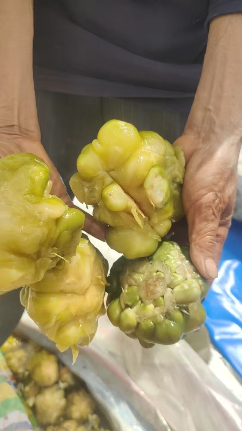 榨菜.正宗涪陵榨菜.腌制榨菜.传统古法腌制