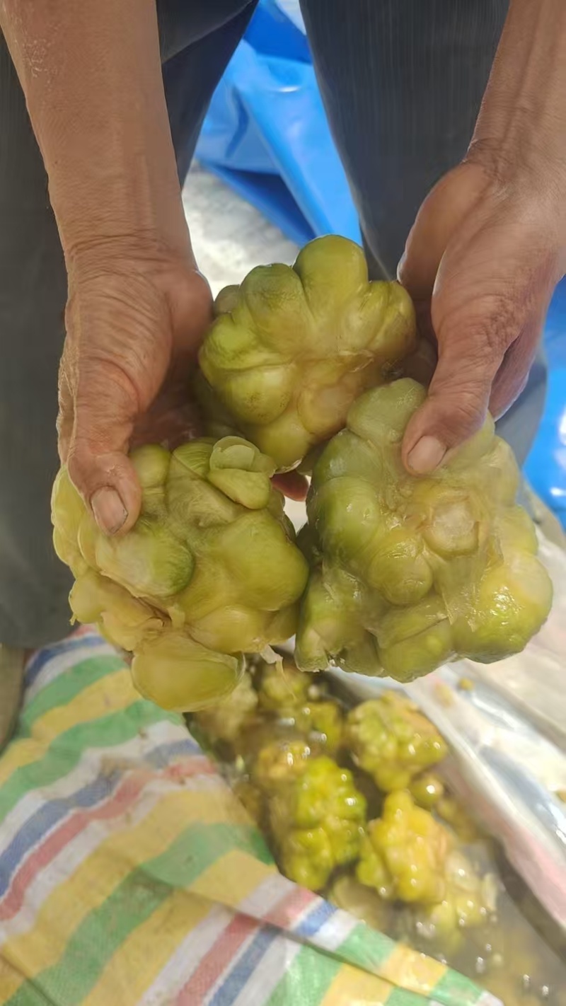 榨菜.正宗涪陵榨菜.腌制榨菜.传统古法腌制