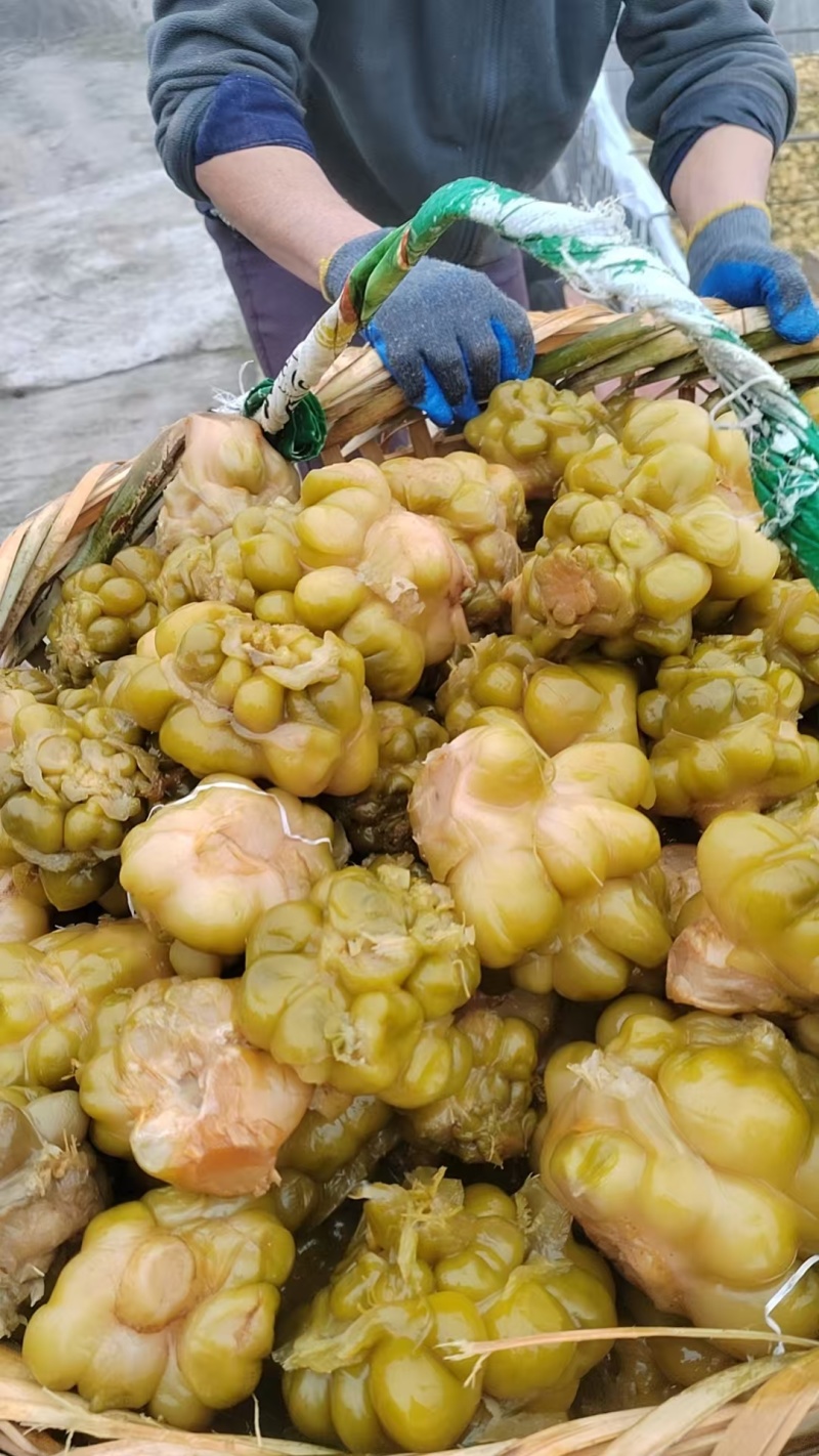 榨菜.正宗涪陵榨菜.腌制榨菜.传统古法腌制