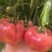 陕西泾阳普罗旺斯，现货采摘，沙瓤，酸甜口感浓郁，果型好