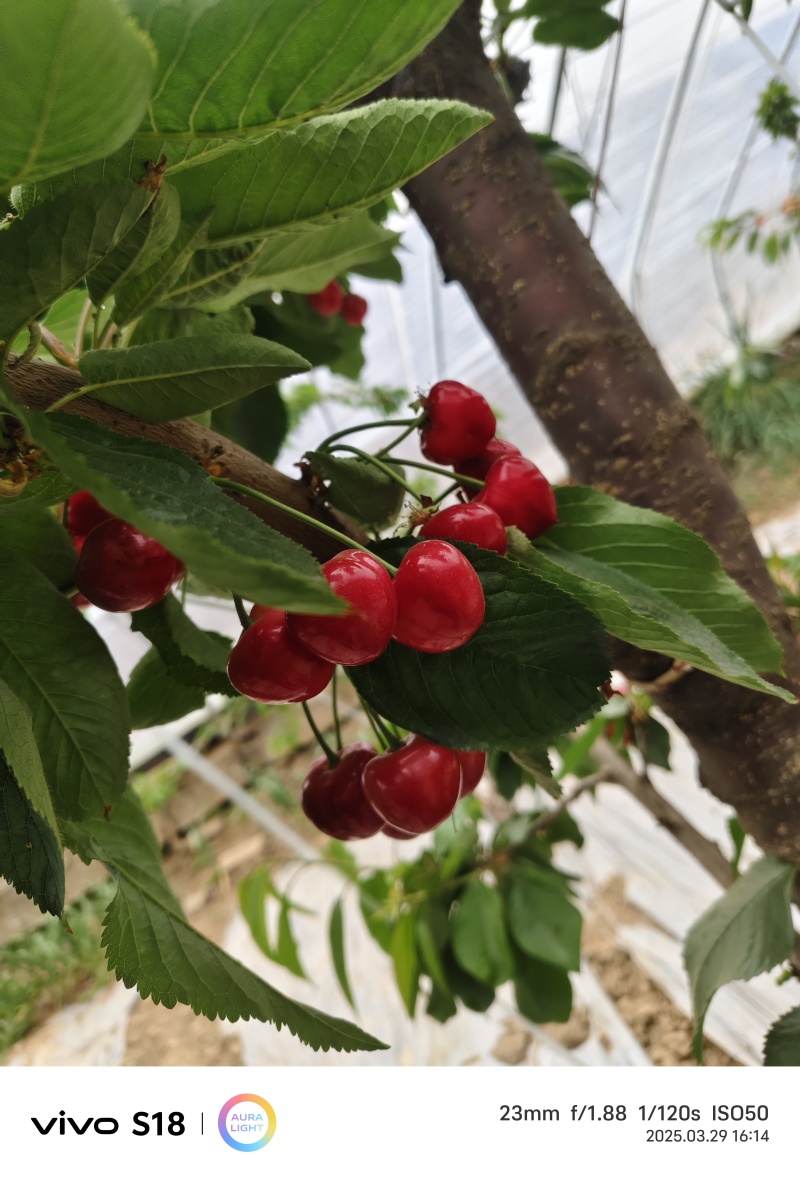 陕西大荔红灯樱桃甜度好货量大支持电商代发社区团购定制包装