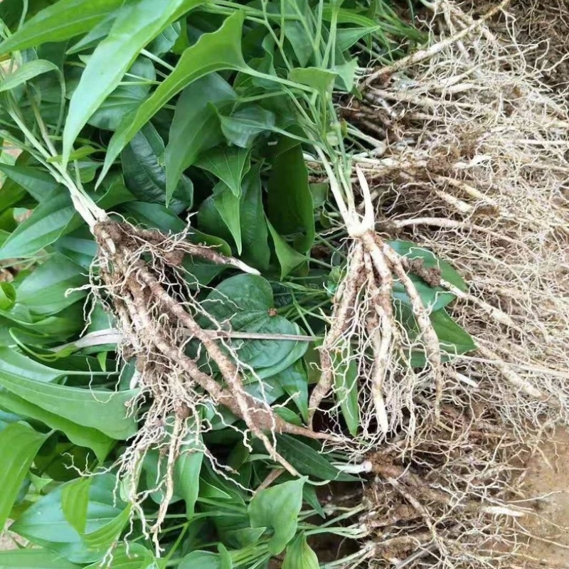 百部种苗易活产量高基地直发货源充足可视频看货技术指导