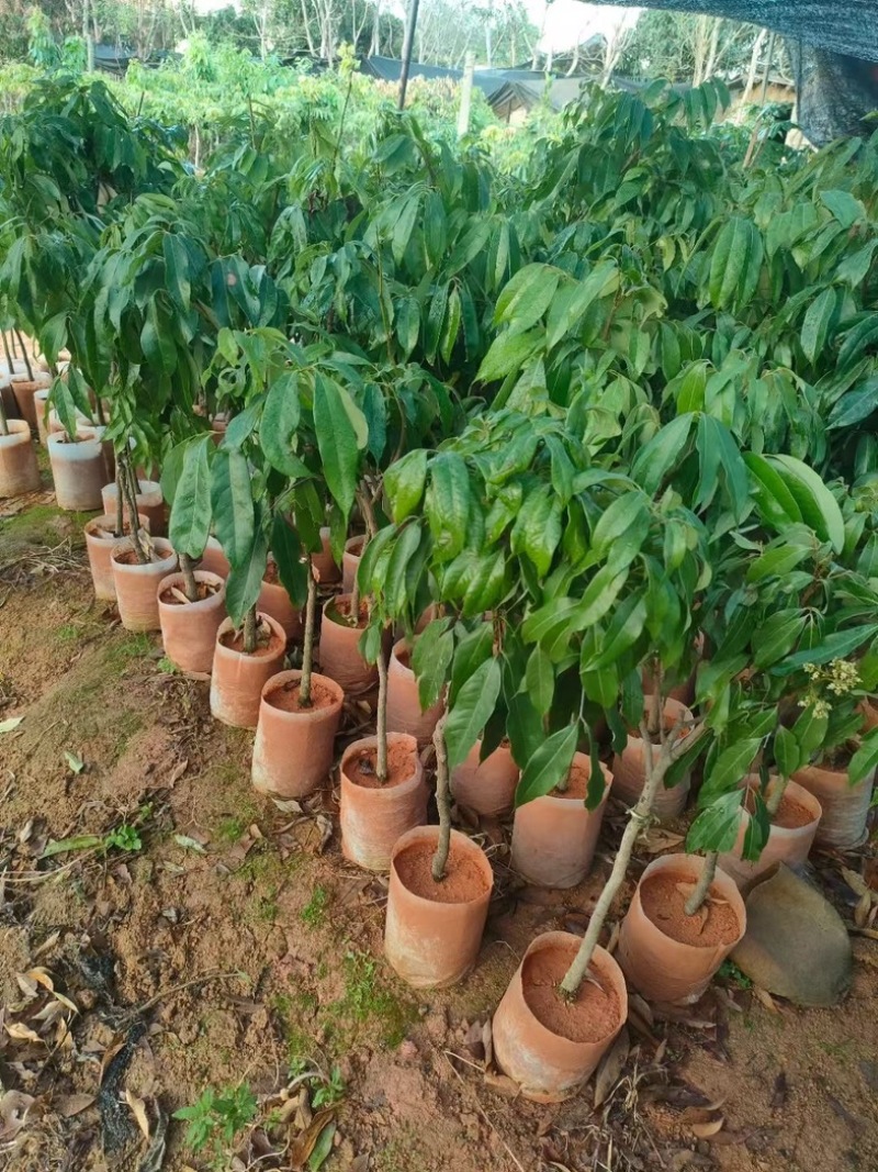 荔枝苗苗圃直发大量有货全国代发提供技术指导