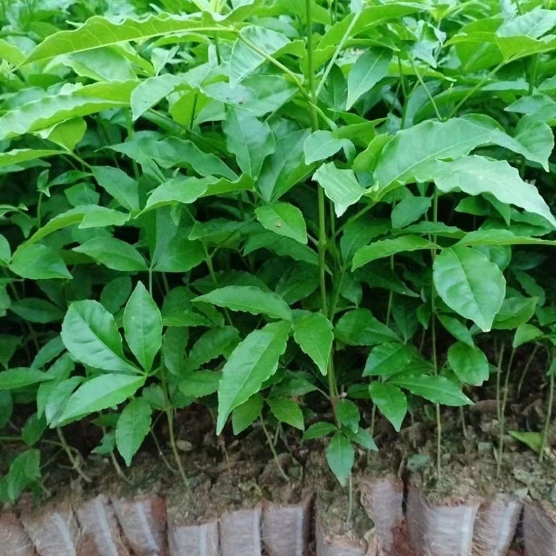 三叉苦苗/广西三叉苦苗/三丫苦杯苗/营养杯苗/成活率高