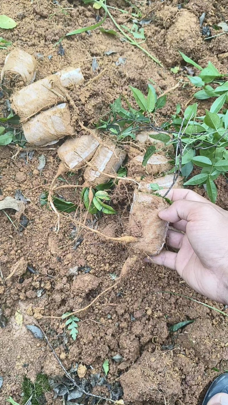 牛大力种苗，产量高，提供技术，包回收。