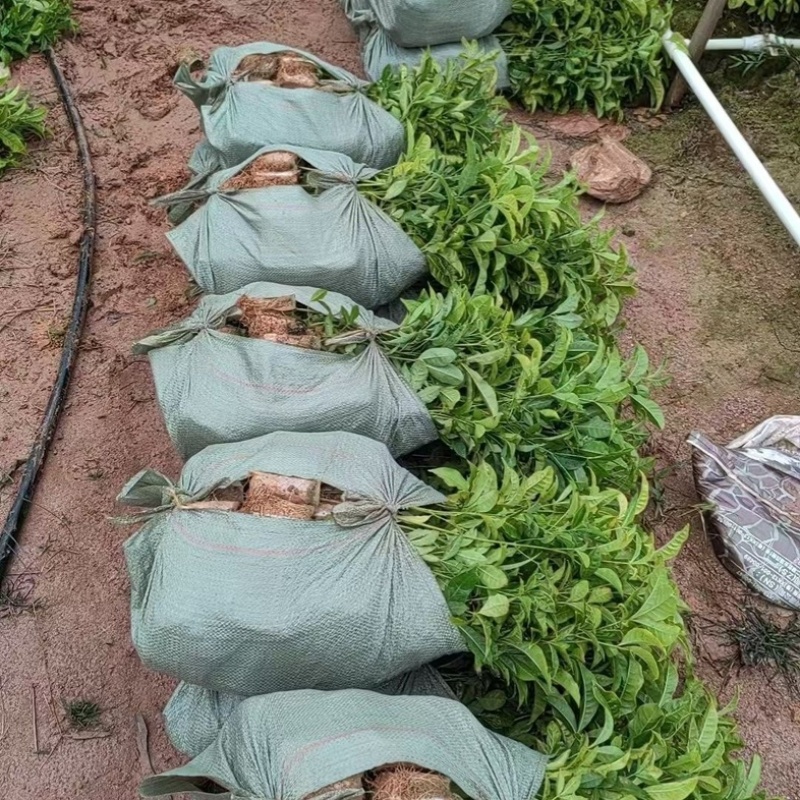 三叉苦苗/广西三叉苦苗/三丫苦杯苗/营养杯苗/成活率高