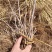 短梗刺五加一年苗
