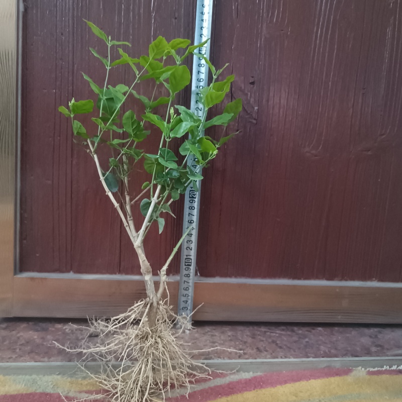茉莉花苗精品/根壮/杆粗/苗旺产地直发全国发货