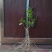 茉莉花苗精品/根壮/杆粗/苗旺产地直发全国发货