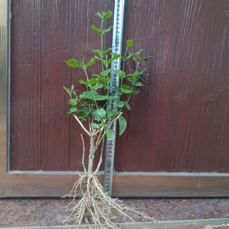茉莉花苗精品/根壮/杆粗/苗旺产地直发全国发货