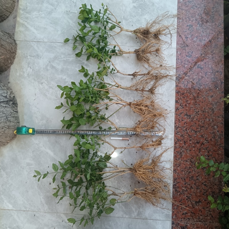 茉莉花苗精品/根壮/杆粗/苗旺产地直发全国发货