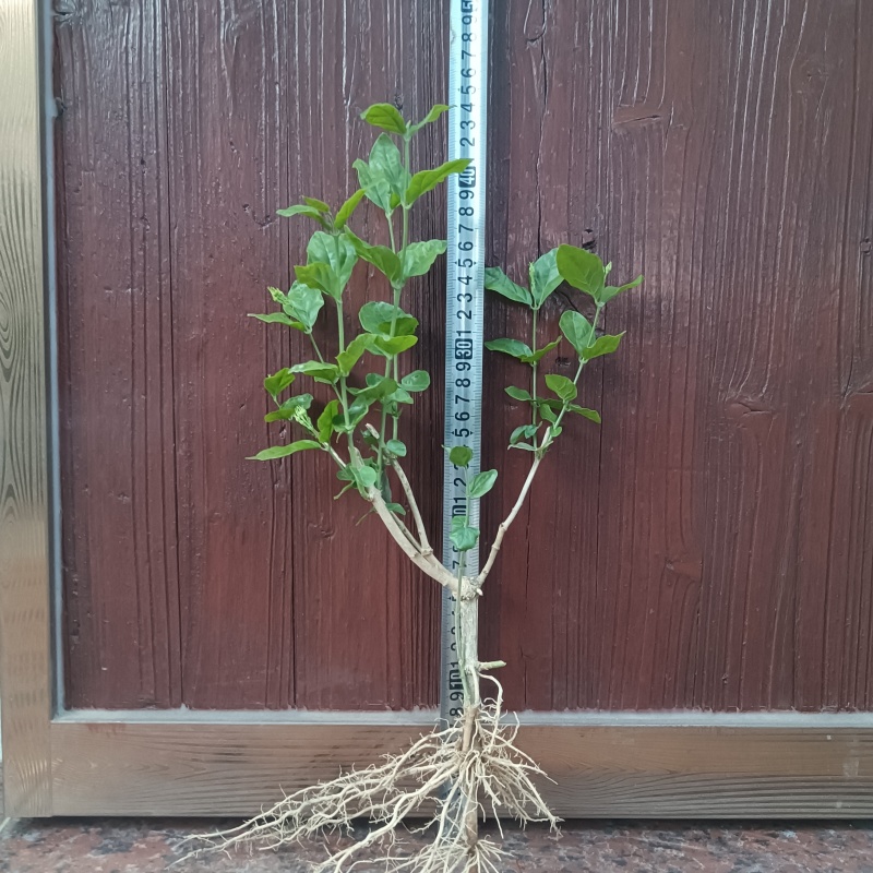 茉莉花苗精品/根壮/杆粗/苗旺产地直发全国发货