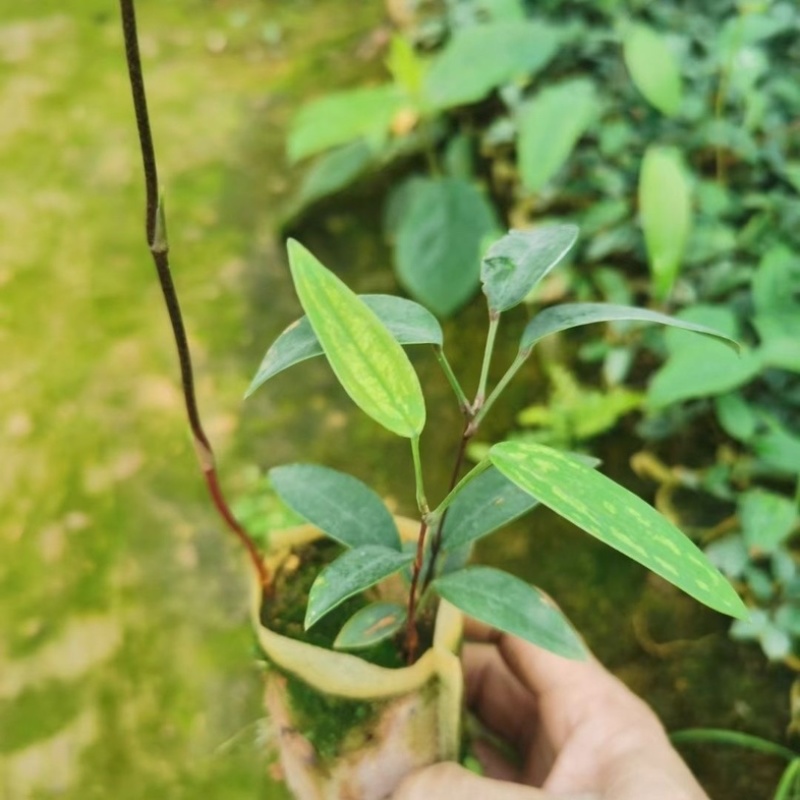 土茯苓苗包技术品质保证产量高全国代发欢迎致电