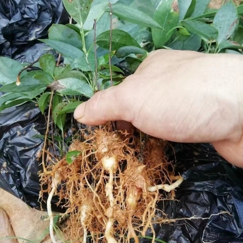 土茯苓苗包技术品质保证产量高全国代发欢迎致电