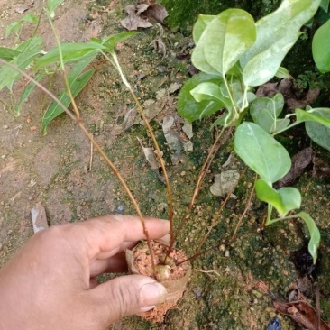 土茯苓苗包技术品质保证产量高全国代发欢迎致电