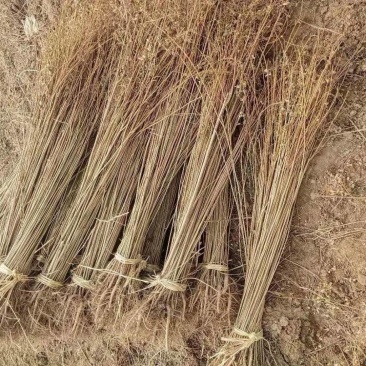 大量供应紫穗槐苗，产地直销，一手货源！