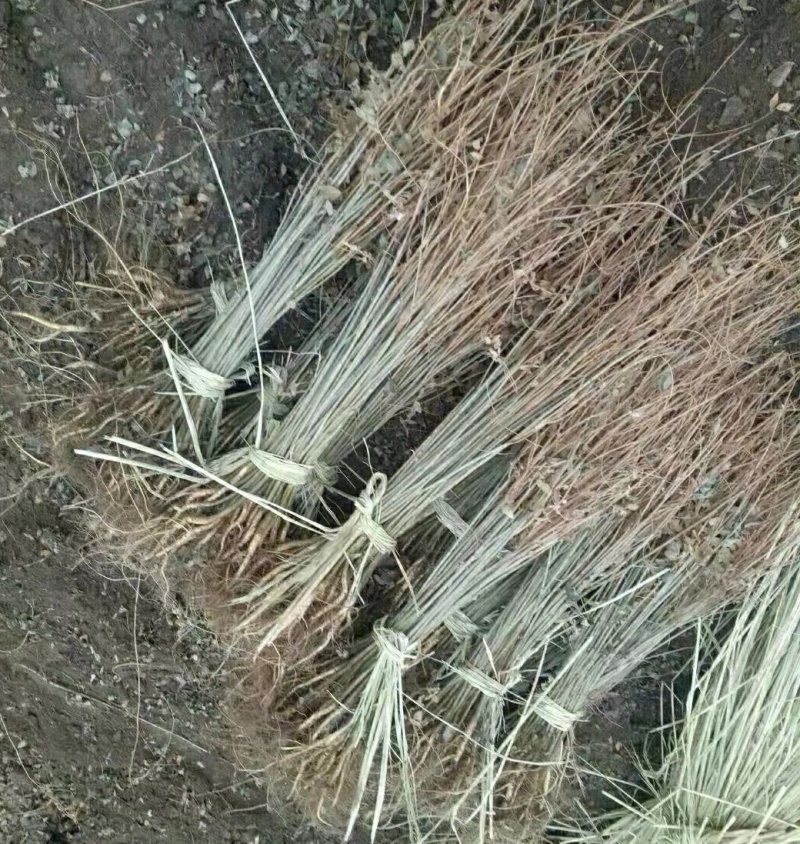 大量供应紫穗槐苗，产地直销，一手货源！