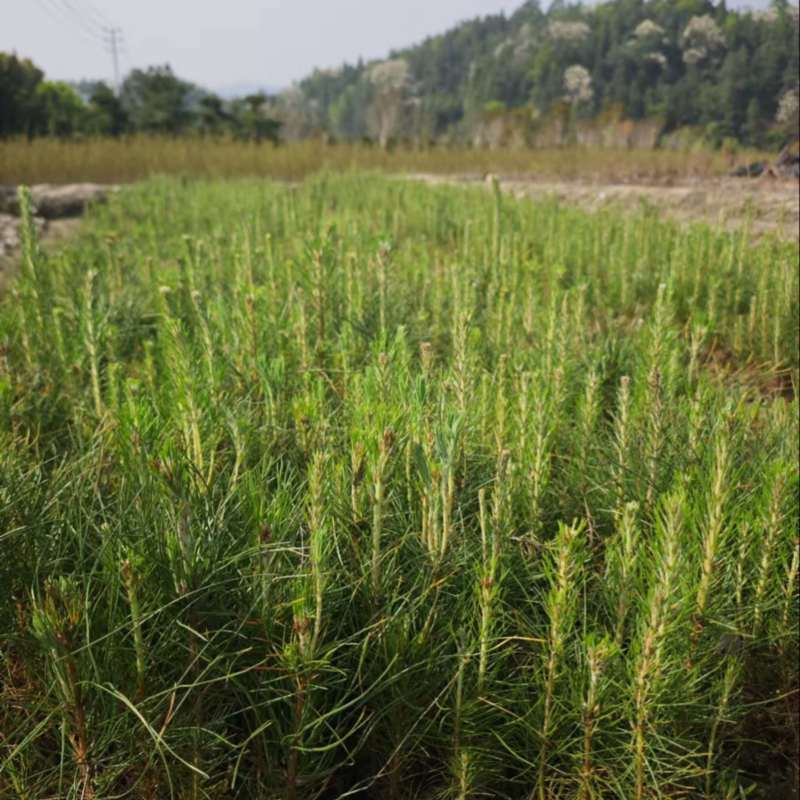 湿地松）奉新县邹家苗圃基地大量供应大小不一的湿地松