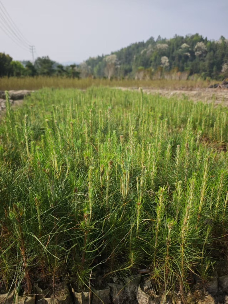 湿地松）奉新县邹家苗圃基地大量供应大小不一的湿地松