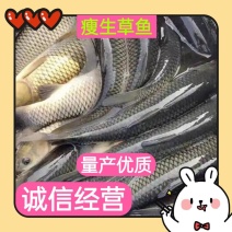 湖北黄冈现货草鱼3~6斤，鲜活，零售批发，品相不一