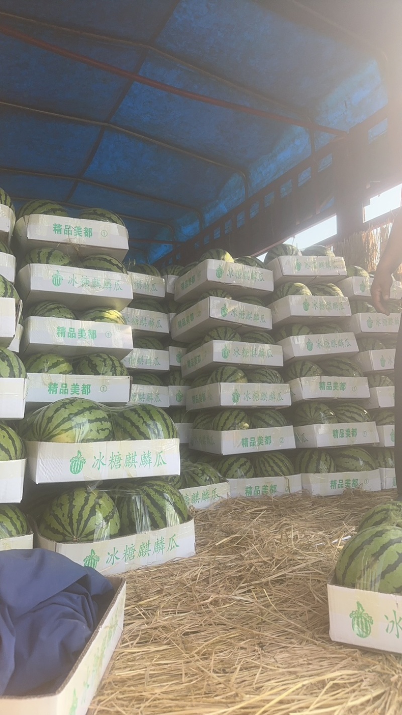 河南夏邑产区精品麒麟美都西瓜一手货源质量三包