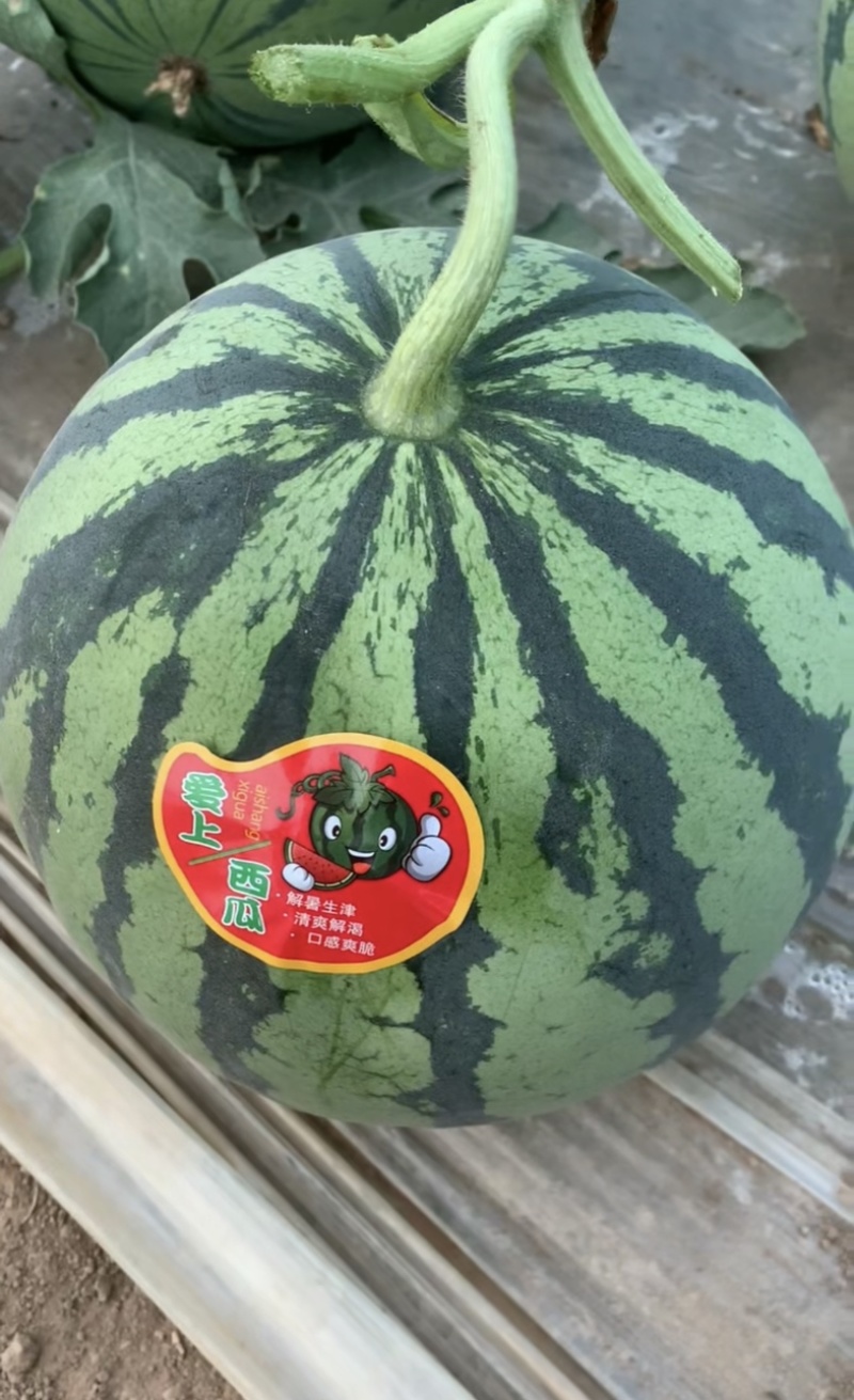 河南夏邑产区精品麒麟美都西瓜一手货源质量三包