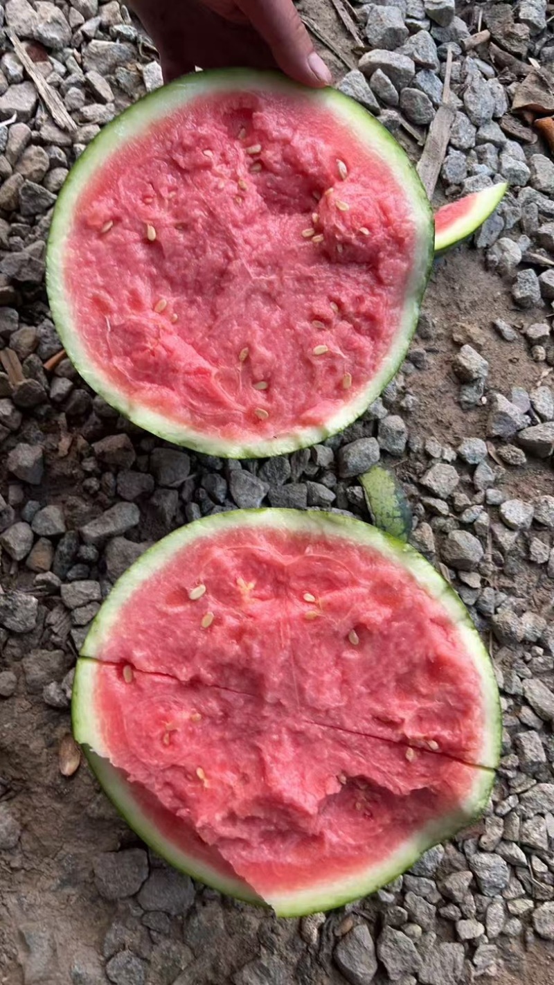 河南夏邑产区精品麒麟美都西瓜一手货源质量三包