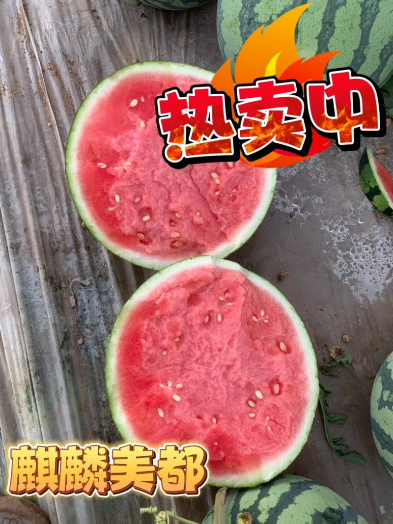 河南夏邑产区精品麒麟美都西瓜一手货源质量三包