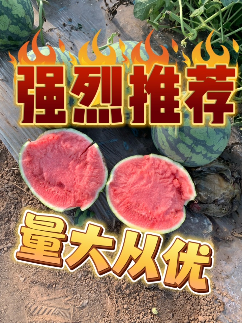 河南夏邑产区精品麒麟美都西瓜一手货源质量三包