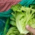 河南精品意大利生菜一手货源诚信经营对接各大商超市场